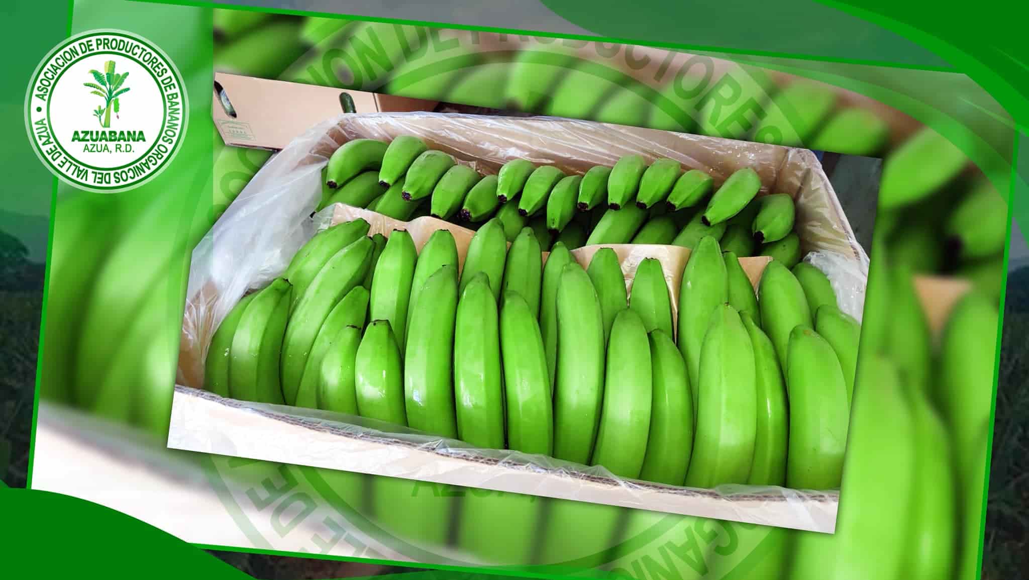 Banano verde, producto agrícola.