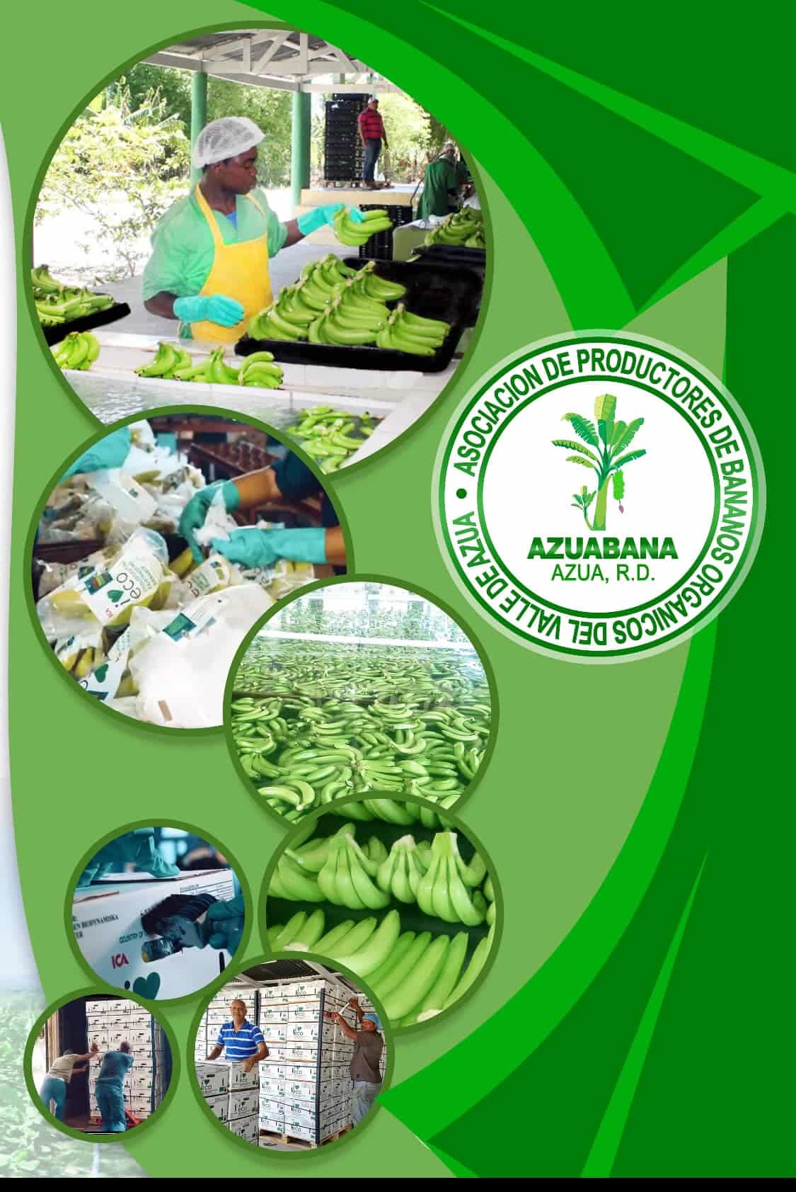 Azuabana, Azua de Compostela, asociación de productores de banano orgánico del Sur de Rebública Dominicana.