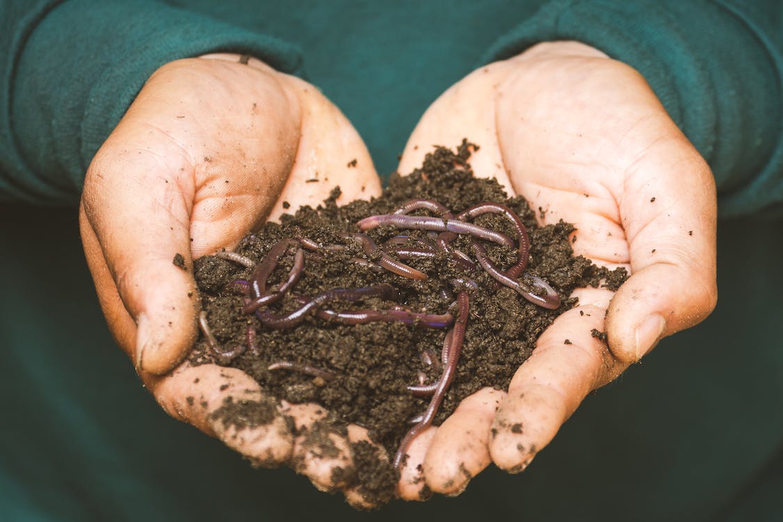 Humus de lombriz, también conocido como vermicompost o compost de lombriz, abono orgánico, producto de agricultura.