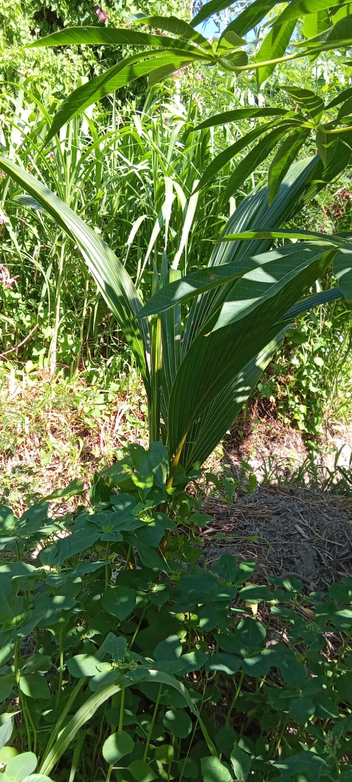Plantas para diversificacíon, producto agrícola.