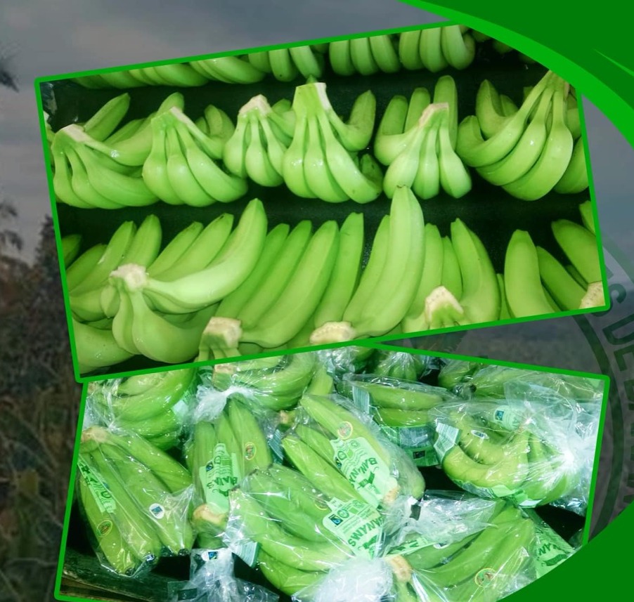 Comercialización de banano orgánico, Azuabana.